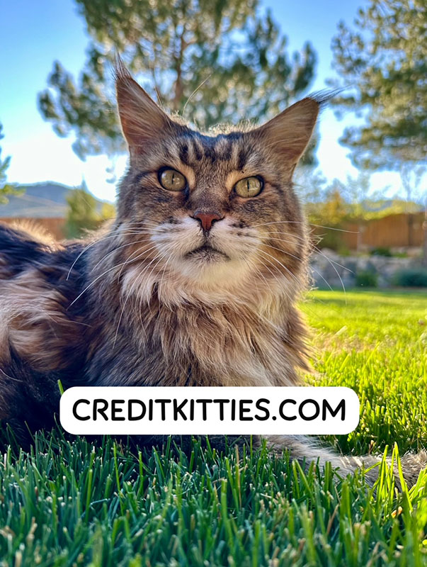 Credit Kitties Logo